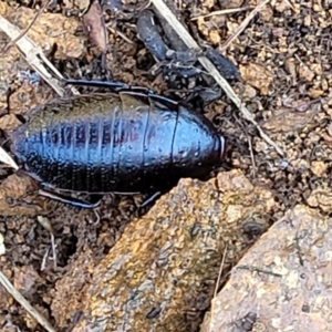 Platyzosteria melanaria at Coree, ACT - 23 Sep 2021 12:55 PM