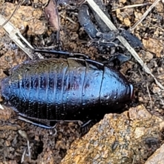 Platyzosteria melanaria at Coree, ACT - 23 Sep 2021 12:55 PM