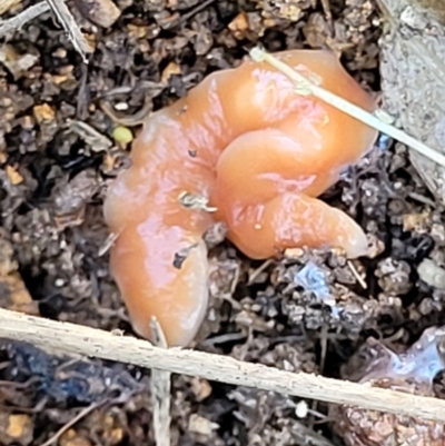 Australoplana alba (A flatworm) at Coree, ACT - 23 Sep 2021 by trevorpreston