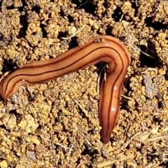 Anzoplana trilineata (A Flatworm) at Coree, ACT - 23 Sep 2021 by trevorpreston