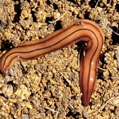 Anzoplana trilineata at Coree, ACT - 23 Sep 2021