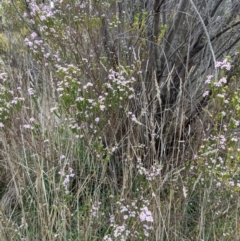 Coleonema pulchellum at Kambah, ACT - 23 Sep 2021 11:55 AM