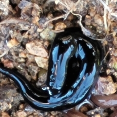 Parakontikia atrata (The Black planarian) at Coree, ACT - 23 Sep 2021 by tpreston