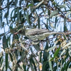 Oriolus sagittatus (Olive-backed Oriole) at Holt, ACT - 21 Sep 2021 by Roger