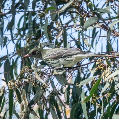 Oriolus sagittatus (Olive-backed Oriole) at Holt, ACT - 22 Sep 2021 by Roger