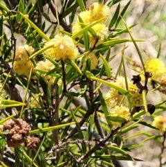 Acacia siculiformis (Dagger Wattle) at Coree, ACT - 23 Sep 2021 by tpreston