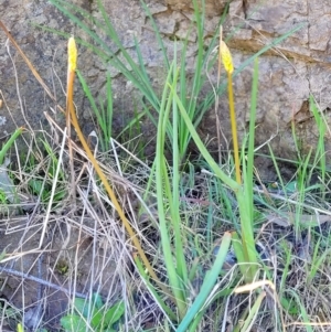 Bulbine sp. at Coree, ACT - 23 Sep 2021