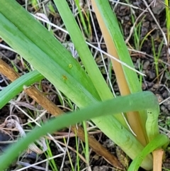 Bulbine sp. at Coree, ACT - 23 Sep 2021