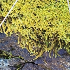 Unidentified Moss, Liverwort or Hornwort at Holt, ACT - 23 Sep 2021 by tpreston