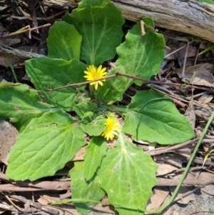 Cymbonotus sp. (preissianus or lawsonianus) at Jerrabomberra, ACT - 23 Sep 2021