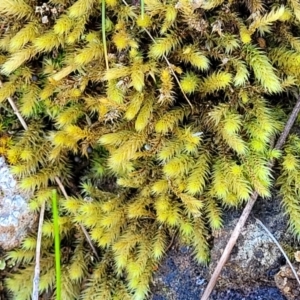 Bartramiaceae at Holt, ACT - 23 Sep 2021