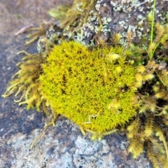 Pottiaceae (family) (A moss) at Holt, ACT - 23 Sep 2021 by tpreston