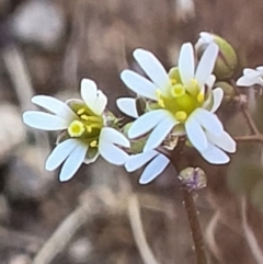 Erophila verna subsp. verna (Whitlow Grass) at Holt, ACT - 23 Sep 2021 by trevorpreston