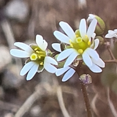 Erophila verna subsp. verna (Whitlow Grass) at Holt, ACT - 23 Sep 2021 by trevorpreston