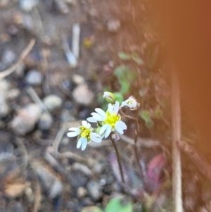 Erophila verna subsp. verna at Holt, ACT - 23 Sep 2021 01:15 PM