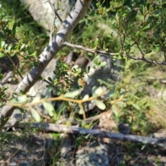 Bursaria spinosa subsp. lasiophylla at Jerrabomberra, ACT - 23 Sep 2021 02:39 PM