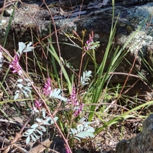 Indigofera australis subsp. australis at Jerrabomberra, ACT - 23 Sep 2021 02:37 PM