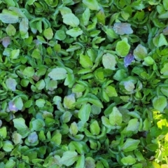 Rorippa nasturtium-aquaticum (Watercress) at Holt, ACT - 23 Sep 2021 by trevorpreston