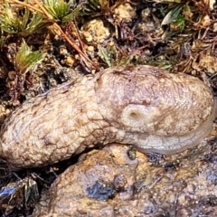 Deroceras reticulatum (Grey Field Slug) at Coree, ACT - 23 Sep 2021 by trevorpreston