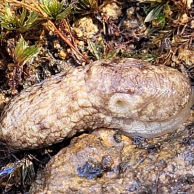 Deroceras reticulatum (Grey Field Slug) at Coree, ACT - 23 Sep 2021 by trevorpreston