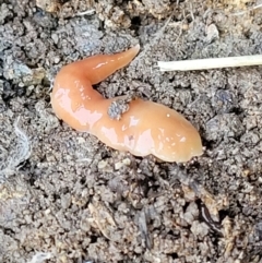 Australoplana alba (A flatworm) at Holt, ACT - 23 Sep 2021 by trevorpreston