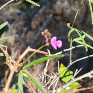 Glycine clandestina at Jerrabomberra, ACT - 23 Sep 2021 02:43 PM