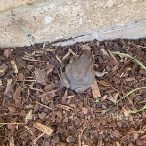 Limnodynastes dumerilii at Dunlop, ACT - suppressed