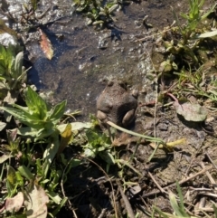 Limnodynastes dumerilii at Dunlop, ACT - suppressed