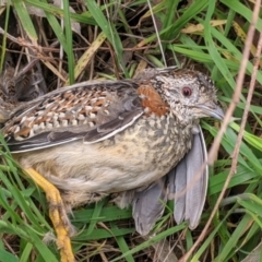 Turnix varius (Painted Buttonquail) at Hamilton Valley, NSW - 22 Sep 2021 by Darcy