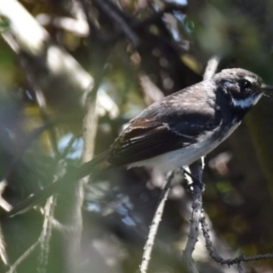 Rhipidura albiscapa at Dunlop, ACT - 23 Sep 2021 11:50 AM