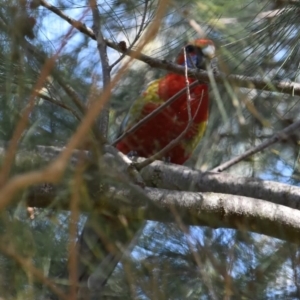 Platycercus elegans at Dunlop, ACT - 23 Sep 2021 10:50 AM