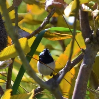 Malurus cyaneus (Superb Fairywren) at West Belconnen Pond - 23 Sep 2021 by Sammyj87