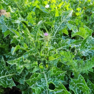 Silybum marianum (Variegated Thistle) at Jerrabomberra, ACT - 23 Sep 2021 by Mike