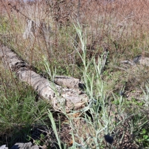 Senecio quadridentatus at Jerrabomberra, ACT - 23 Sep 2021