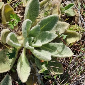 Verbascum thapsus subsp. thapsus at Jerrabomberra, ACT - 23 Sep 2021