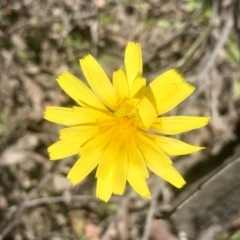 Microseris walteri (Yam Daisy, Murnong) at Bruce Ridge to Gossan Hill - 23 Sep 2021 by goyenjudy