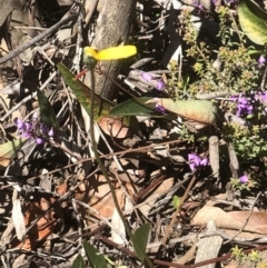 Microseris walteri at Bruce, ACT - 23 Sep 2021