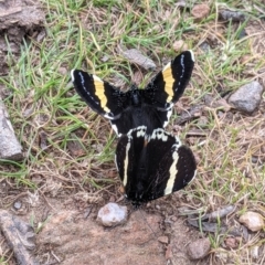 Eutrichopidia latinus (Yellow-banded Day-moth) at Jindera, NSW - 23 Sep 2021 by Darcy