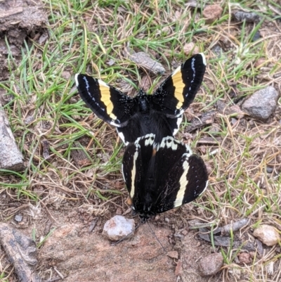 Eutrichopidia latinus (Yellow-banded Day-moth) at Jindera, NSW - 23 Sep 2021 by Darcy