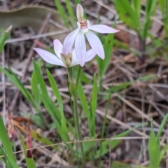 Caladenia carnea (Pink Fingers) at Jindera, NSW - 22 Sep 2021 by Darcy