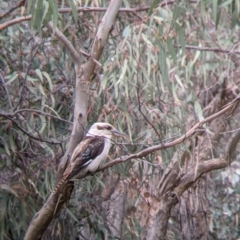 Dacelo novaeguineae (Laughing Kookaburra) at Splitters Creek, NSW - 22 Sep 2021 by Darcy