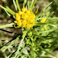 Chrysocephalum semipapposum (Clustered Everlasting) at Bruce Ridge to Gossan Hill - 23 Sep 2021 by goyenjudy