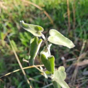 Oxypetalum coeruleum at Jerrabomberra, ACT - 23 Sep 2021 03:31 PM