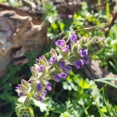 Salvia verbenaca var. verbenaca (Wild Sage) at Jerrabomberra, ACT - 23 Sep 2021 by Mike