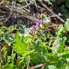 Salvia verbenaca var. verbenaca at Jerrabomberra, ACT - 23 Sep 2021 03:25 PM