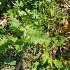 Salvia verbenaca var. verbenaca at Jerrabomberra, ACT - 23 Sep 2021 03:25 PM