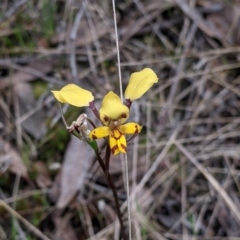 Diuris pardina (Leopard Doubletail) at Splitters Creek, NSW - 22 Sep 2021 by Darcy