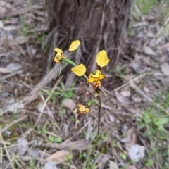 Diuris pardina (Leopard Doubletail) at Splitters Creek, NSW - 22 Sep 2021 by Darcy