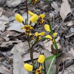 Diuris pardina (Leopard Doubletail) at Splitters Creek, NSW - 22 Sep 2021 by Darcy