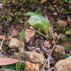 Pterostylis nutans (Nodding Greenhood) at Splitters Creek, NSW - 22 Sep 2021 by Darcy